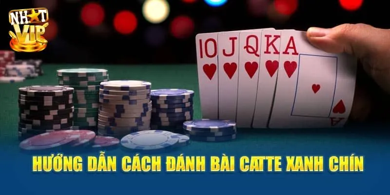 Bài Catte - Bật Mí Cách Chơi Cực Dễ Cho Người Mới Bắt Đầu Bài Catte - Bật Mí Cách Chơi Cực Dễ Cho Người Mới Bắt Đầu